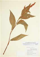 藏品(兩棲蓼)的圖片